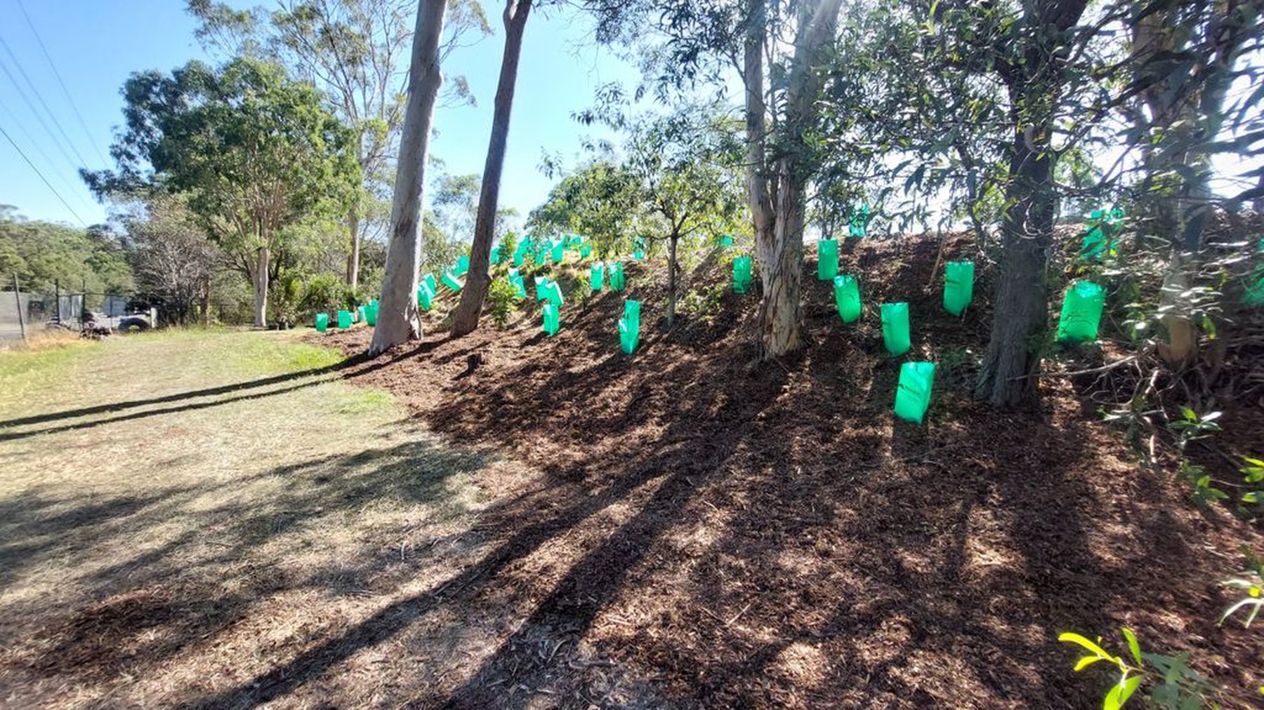 RACQ revegetation site — newly-planted natives with green tree guards